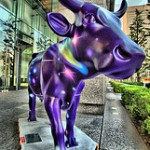 purple cow