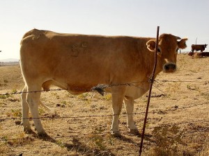 branded cow image