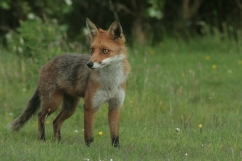 red fox red fox