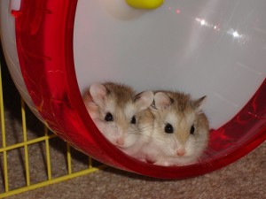 hamsters in a wheel